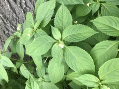 Impatiens parviflora