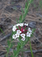 Stellera chamaejasme