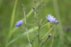 Cichorium intybus