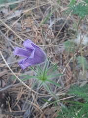 Pulsatilla turczaninovii
