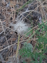 Pulsatilla turczaninovii