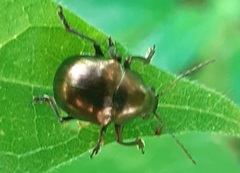 Colasposoma dauricum