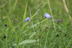 Cichorium intybus