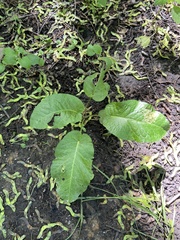Rumex obtusifolius