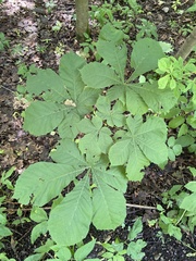 Aesculus hippocastanum