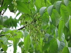 Fraxinus nigra image