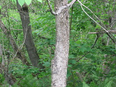 Fraxinus nigra image