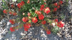 Castilleja martini martini