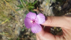 Clarkia gracilis gracilis