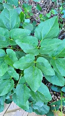 Knowltonia vesicatoria