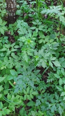 Levisticum officinale
