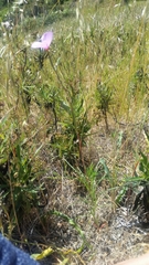 Clarkia gracilis gracilis