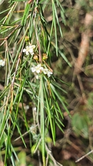 Baeckea linifolia