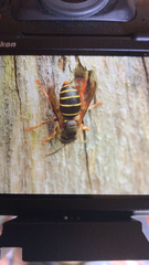 Dolichovespula media