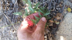 Castilleja martini martini