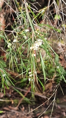 Baeckea linifolia
