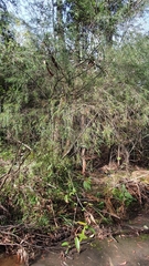 Baeckea linifolia
