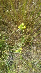 Castilleja rubicundula lithospermoides