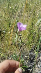 Clarkia gracilis gracilis