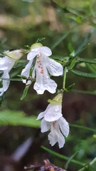 Prostanthera linearis