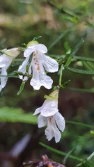 Prostanthera linearis