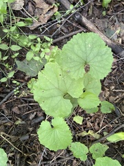 Alliaria petiolata