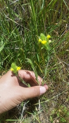 Castilleja rubicundula lithospermoides
