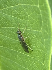 Merosargus caeruleifrons