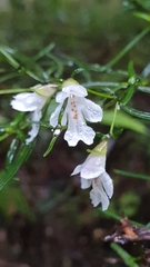 Prostanthera linearis