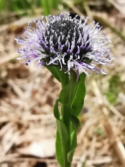 Globularia bisnagarica