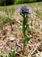 Globularia bisnagarica