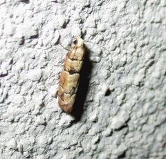 Blastesthia tessulatana