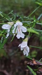 Prostanthera linearis