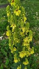 Verbascum pyramidatum