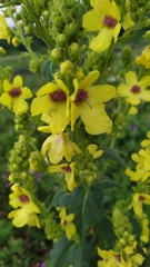 Verbascum pyramidatum