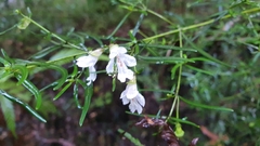 Prostanthera linearis