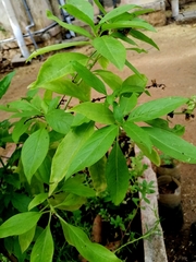 Ocimum basilicum