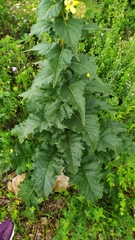 Verbascum pyramidatum