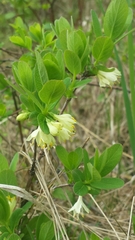Lonicera villosa