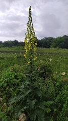 Verbascum pyramidatum