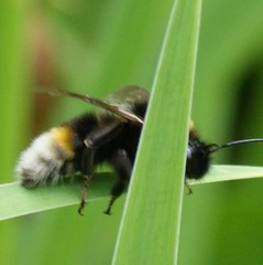 Bombus vestalis