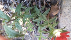 Castilleja martini martini