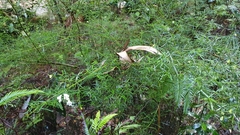 Prostanthera linearis