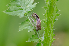 Dolycoris