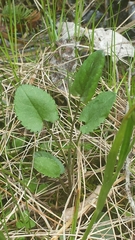 Packera schweinitziana