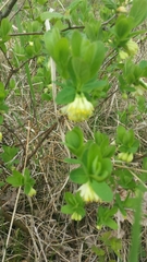 Lonicera villosa