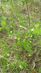 Lonicera villosa