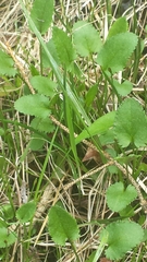 Packera schweinitziana