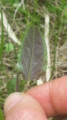 Packera schweinitziana