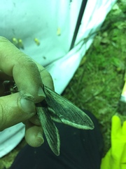 Sphinx drupiferarum